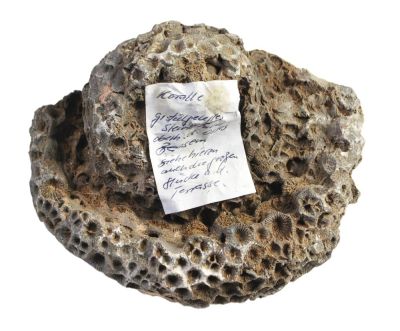 Hexagonaria quadrigemina, Devonian; GER